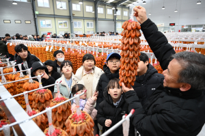 임금님도 반한 함양 곶감, 본격 출하 시작