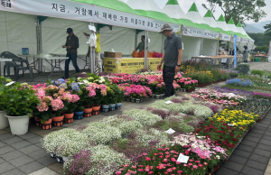 거창군, 2025년 제6회 거창아리미아꽃축제 성황리 개최