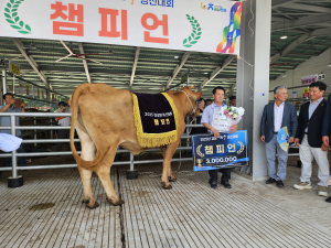 백전면 김정수 씨가 키운 한우 ‘경남 챔피언’ 등극