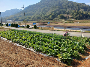 김치의 날 앞두고 배추값 강세