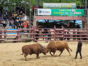 창녕 전국 민속소힘겨루기대회 3월 25일~29일 열려11