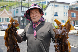 “임금님 진상품 ‘견내량 돌미역’ 돌아왔다”